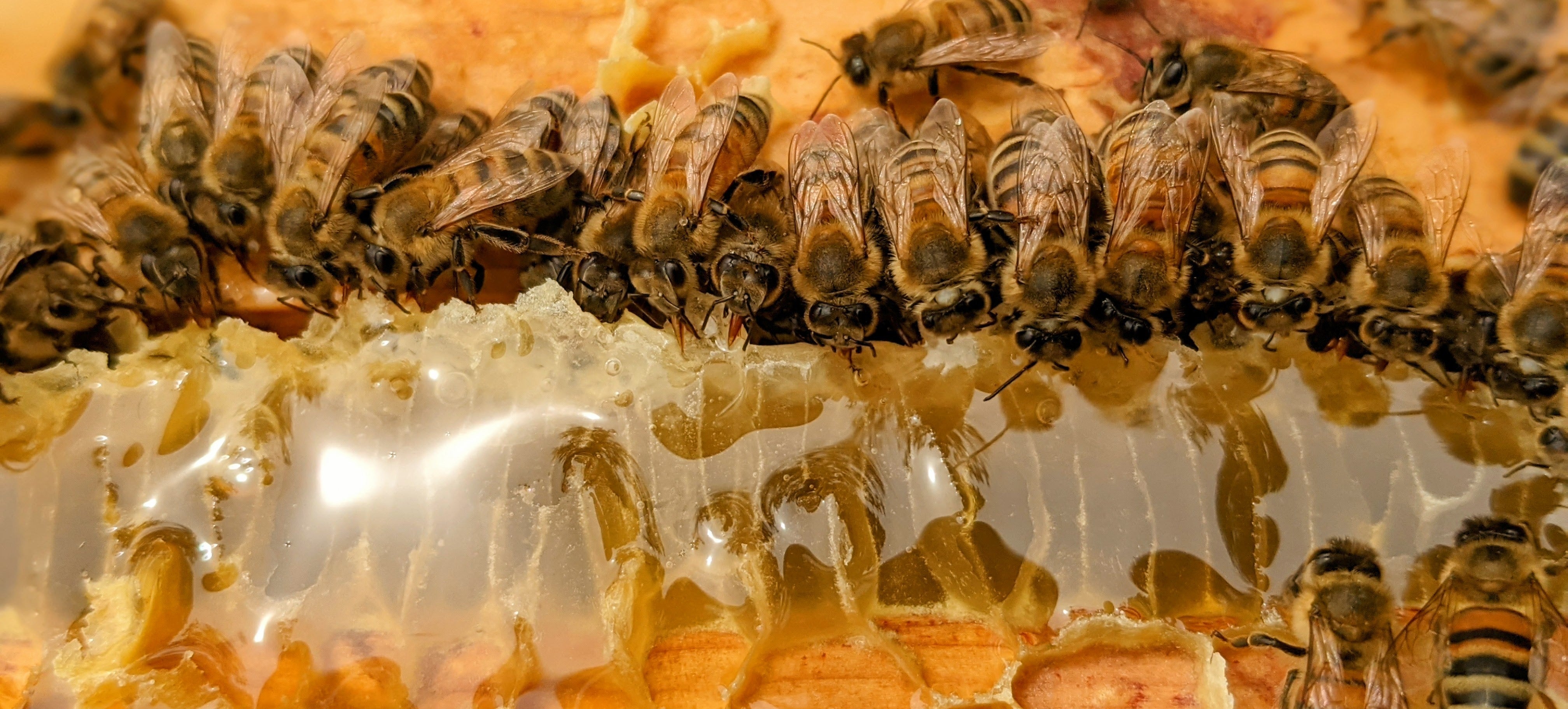 Liquid Honey – Thurston Honey Bee Co.