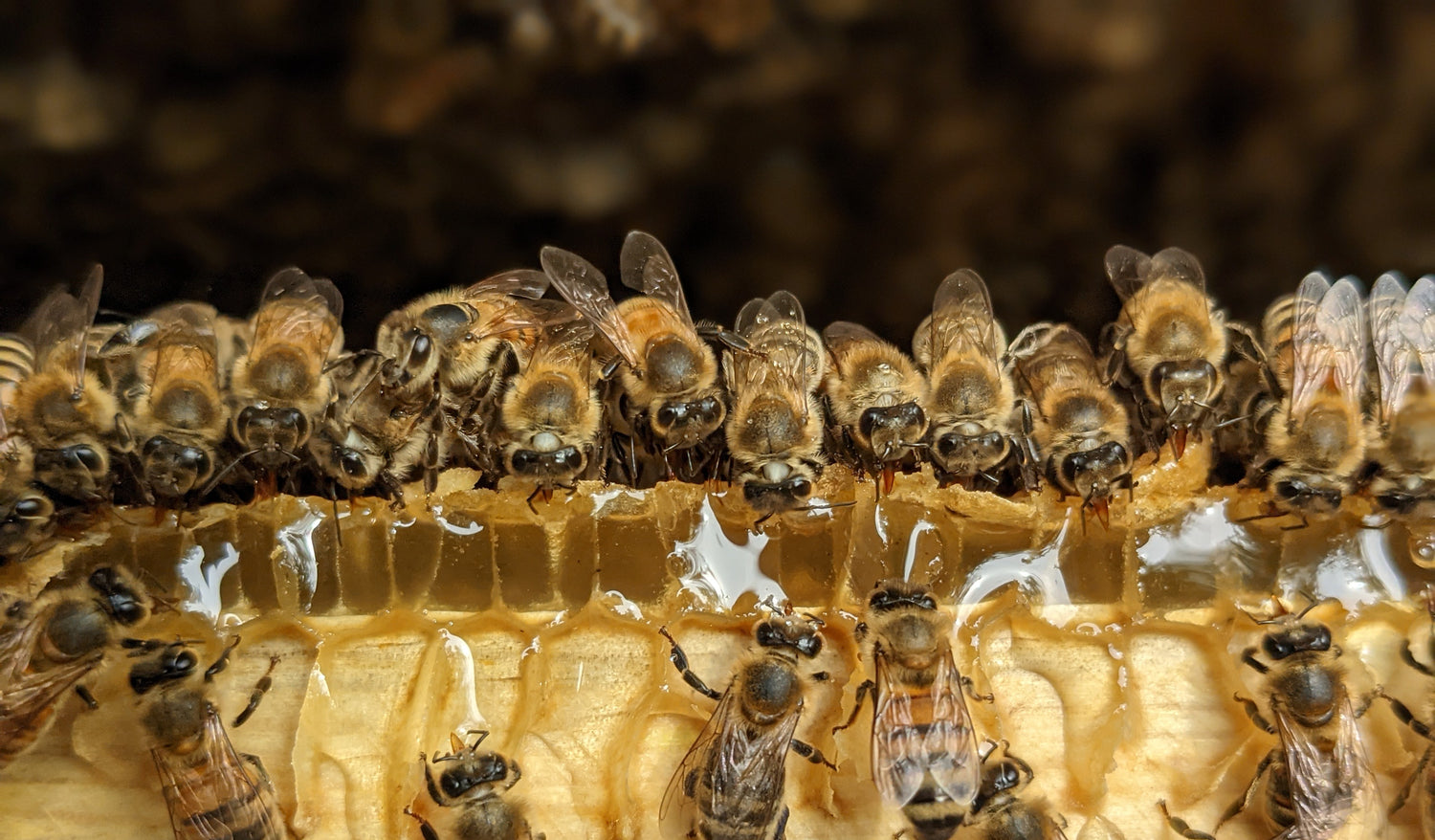All Honey Products